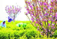 巢湖市廟崗鎮(zhèn)：櫻花茶園沐春光