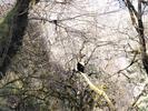 惊喜三连！野调队员一天偶遇3只野生大熊猫