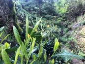 第十八屆太平猴魁茶文化旅游節(jié)開幕