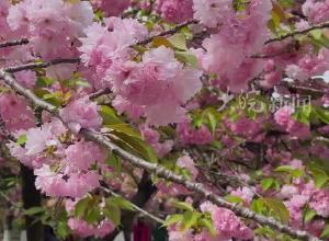 中国科大樱花盛开，百米“樱花大道”如梦如幻