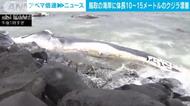 日本海岸漂浮大型鯨魚尸體 長度達10至15米