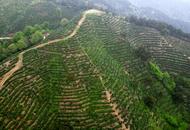 潛山天柱山鎮(zhèn)：滿山披綠茶飄香
