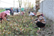 濉溪縣百善鎮道路綠化 提升園區“顏值”