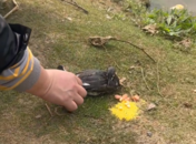 ?一只小??在合肥翡翠湖被魚鉤魚線纏繞  熱心市民將其救下