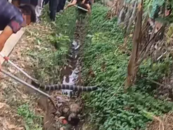 嚇人！2條2米多長(zhǎng)眼鏡王蛇被制服，此前有村民被咬傷致死