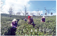 茶香滿園 安慶54萬畝春茶開采