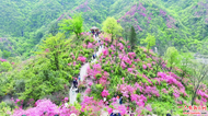 金寨：漫山花開吸引眾多游客