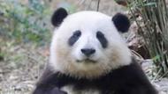 熊貓“花花”當(dāng)局長(zhǎng)了！