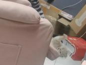 虐貓大學(xué)生被開除學(xué)籍！還被查出傳播淫穢視頻
