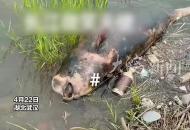 痛惜！“水中國寶”江豚被發現死在江邊 相關部門：接到反映，正在調查
