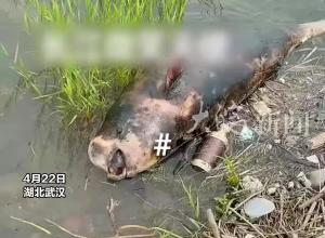 痛惜！“水中国宝”江豚被发现死在江边 相关部门：接到反映，正在调查