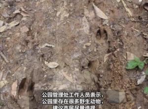 合肥大蜀山发现野猪脚印？ 专家分析：应该是小麂  提醒：不要走山林小路上山