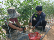懷遠縣荊山鎮農民孫守玉：守著家里的土地“淘金”