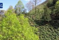 上春山采新芽 又是一年采茶忙