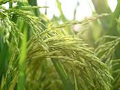 淮南全力以赴打好小麥赤霉病防控硬仗