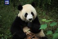 大熊猫“金喜”“茱萸”即将启程