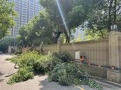 菱湖社區：修剪遮光綠植，復原道路照明