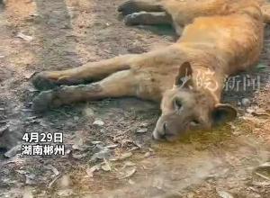 湖南一景区动物园狮子“瘦骨嶙峋”  景区回应：可能是水土不服