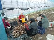 懷寧縣石牌鎮：提升產業融合發展  增加水庫移民增收