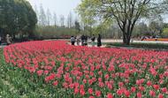 做透“花文章” “顏值”變產值 春日經濟激蕩消費潛力