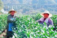 岳西縣響腸鎮：春茶吐新芽 茶業促振興