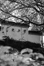 毛腊梅：烟雨古村，历史的印记 ——泾县查济古村落 