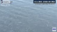 日本海域發(fā)現(xiàn)異常，原因不明(圖)