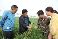 濉溪縣四鋪鎮：農技專家田間地頭開“藥方”