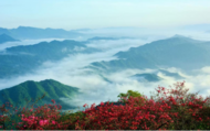  云端花海風景秀，最是一年春好處