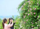 巢湖姥山岛：蔷薇花开 湖畔飘香
