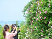 巢湖姥山島：薔薇花開 湖畔飄香