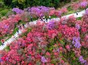 岳西：高山杜鵑紅  游客聞香來