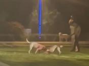 武汉一小区内深夜斗狗，狗咬得满脸是血 主人还在撺掇 ？居委会回应