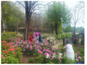 安慶菱湖風景區：牡丹園開園，2萬余株繁花正盛