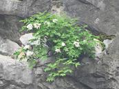 花開12朵！巢湖“千年牡丹”迎來最佳觀賞期