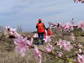 懷寧縣雷埠鄉：“十里桃花”添彩振興路