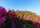 杜鹃花开“映山红”，美丽公路放异彩