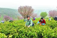 浮槎山間茶飄香 廟崗鎮(zhèn)千余畝黃金芽開園采摘