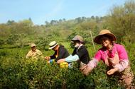 巢湖姥山島：茶農(nóng)搶采“明前茶”