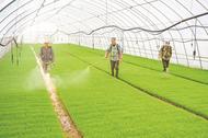 来安：工厂化育秧助力春耕生产