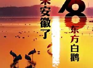 全球1/8东方白鹳 来安徽越冬栖息