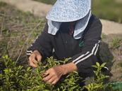 安慶宜秀區(qū)羅嶺鎮(zhèn)：荒山飄茶香 采收致富忙
