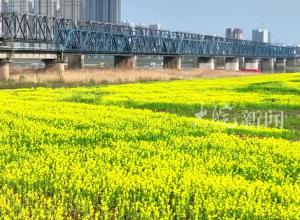 “靓淮河”  更靓了河边这座城