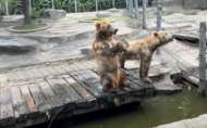 江蘇常州一野生動物園被指虐待動物，曾策劃“人虎同住”被罰25萬元