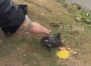 一只小䴙䴘在合肥翡翠湖 被鱼线缠绕 鱼钩刺进身体 热心市民将其救下