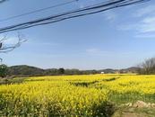 宜秀區(qū)五橫鄉(xiāng)虎山村：黨建新風(fēng)吹綠野，復(fù)耕復(fù)種展新貌