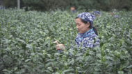 安徽潛山茶旅文化節(jié)暨第三屆天柱劍毫斗茶賽在五廟鄉(xiāng)成功舉行
