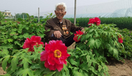 臨泉滑集董老莊：95歲老人打造出精品牡丹園
