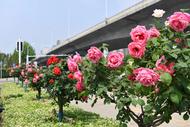 “花漾包河”美麗綻放 “最美花墻”已上線