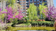 望城街道：春暖花開 ——“最美小區”秀美景